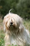 TERRIER DU TIBET 349
